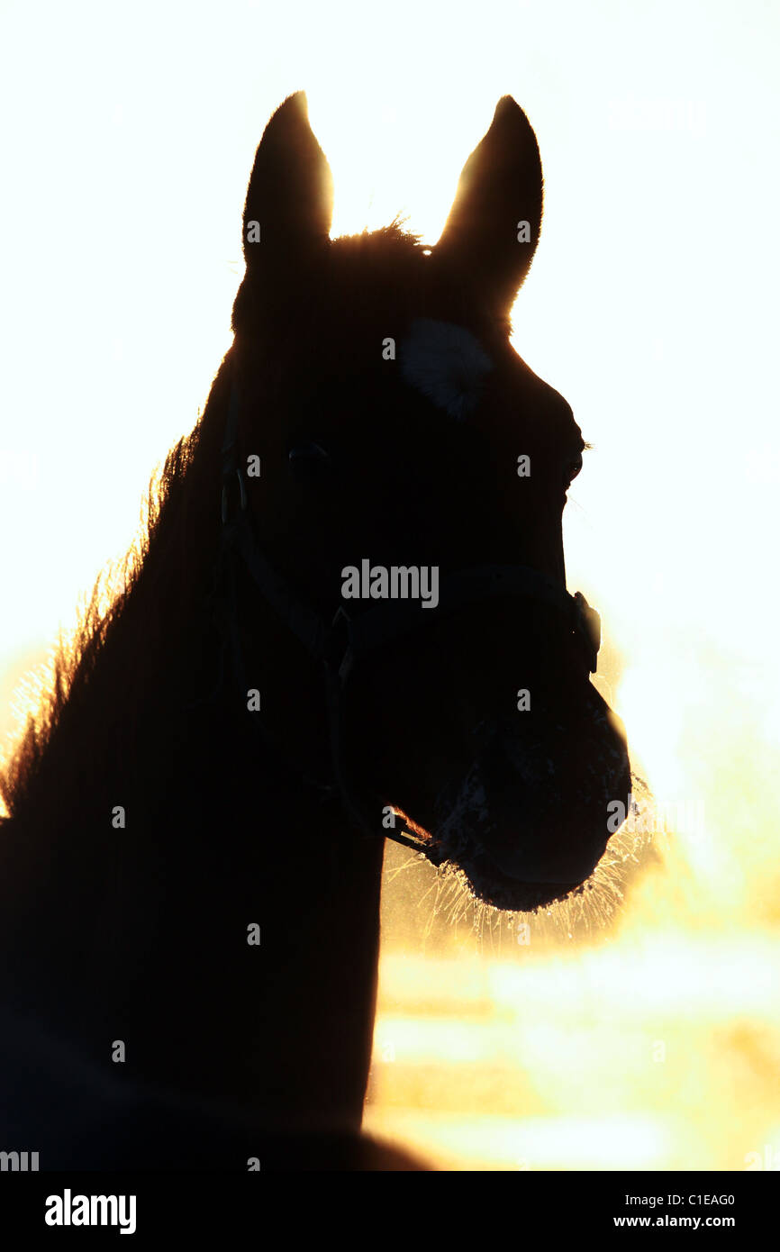 Silhouette of horse head at sunrise, Goerlsdorf, Germany Stock Photo