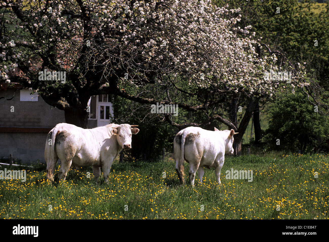 France, Saone et Loire, Brionnais region, charolais cattle breeding