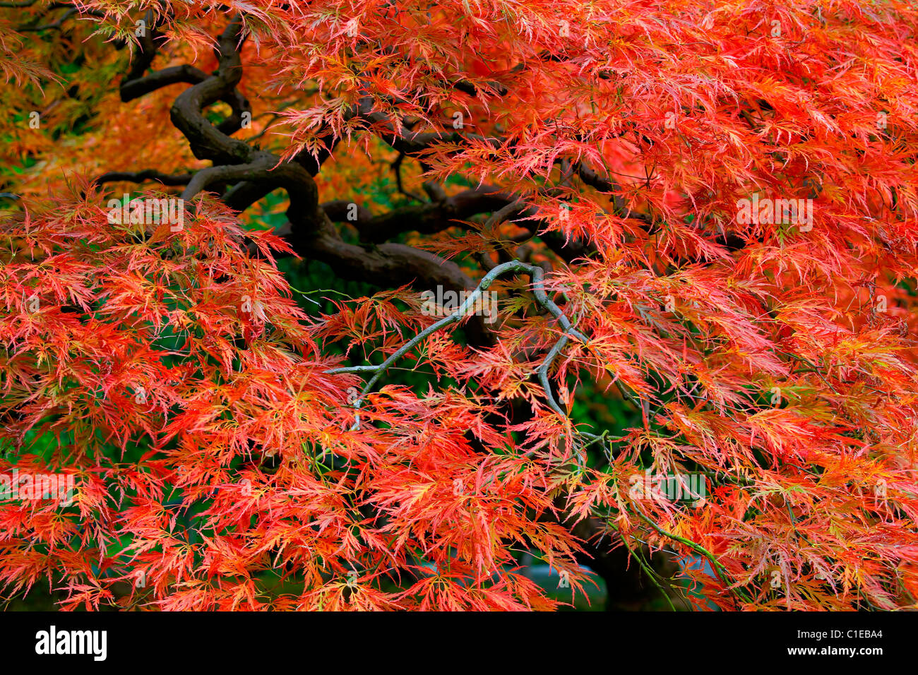 Old Japanese Red Lace Leaf Maple Tree in Autumn 3 Stock Photo Alamy