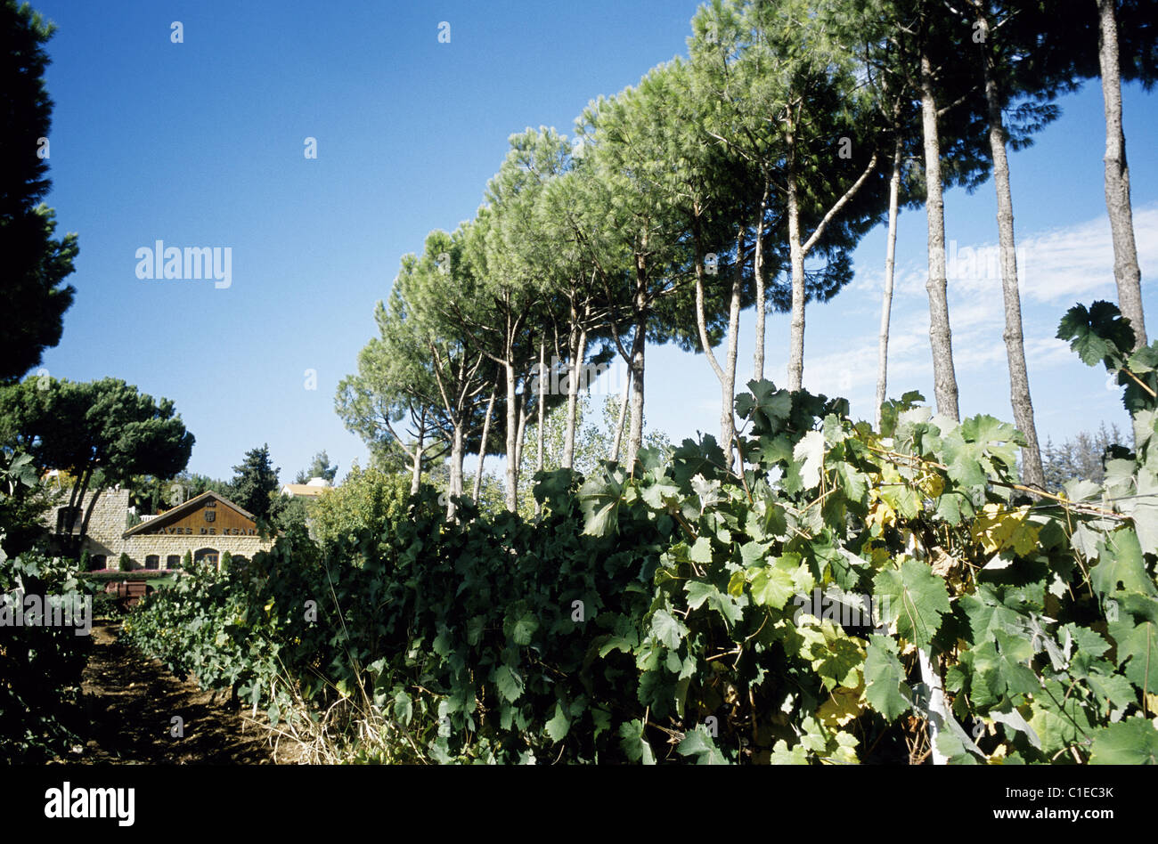 Lebanon, Bekaa Valley, Ksara wine cellars Stock Photo Alamy