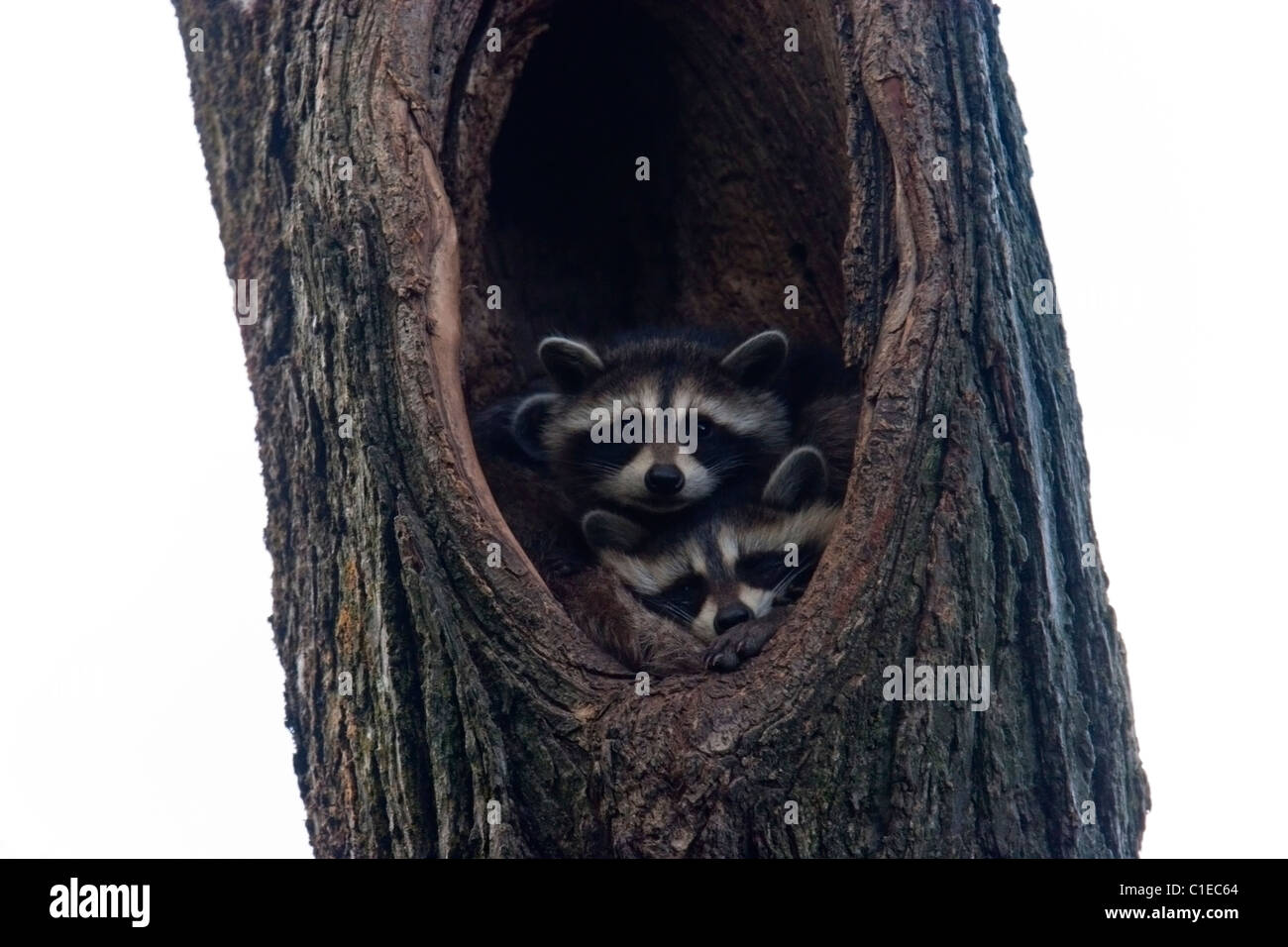 baby raccoons in hollow tree cute animals wild Stock Photo