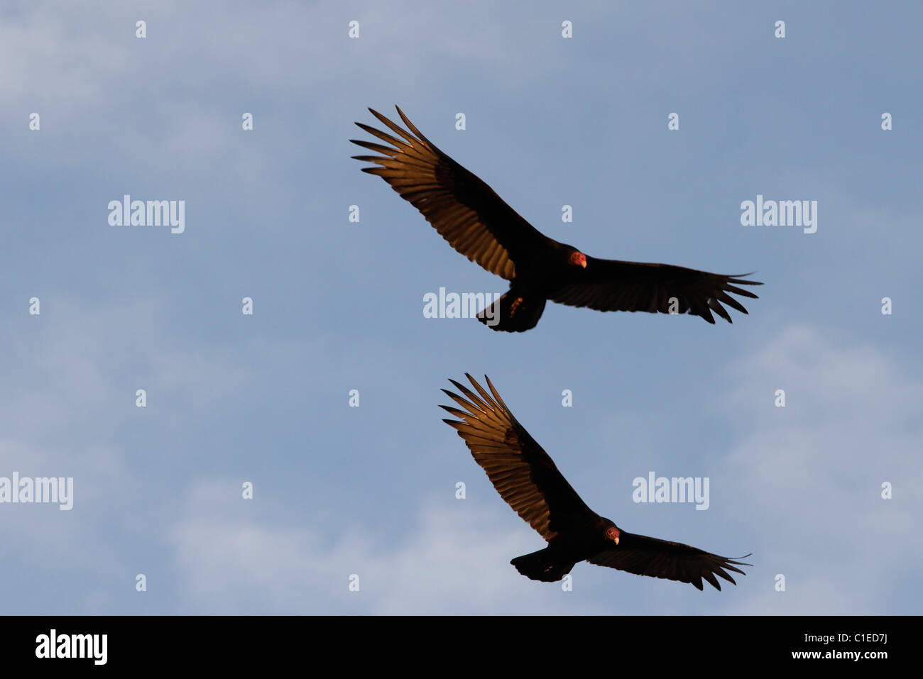 Turkey Vultures (Cathartes aura) in West Texas, in the north tip of the