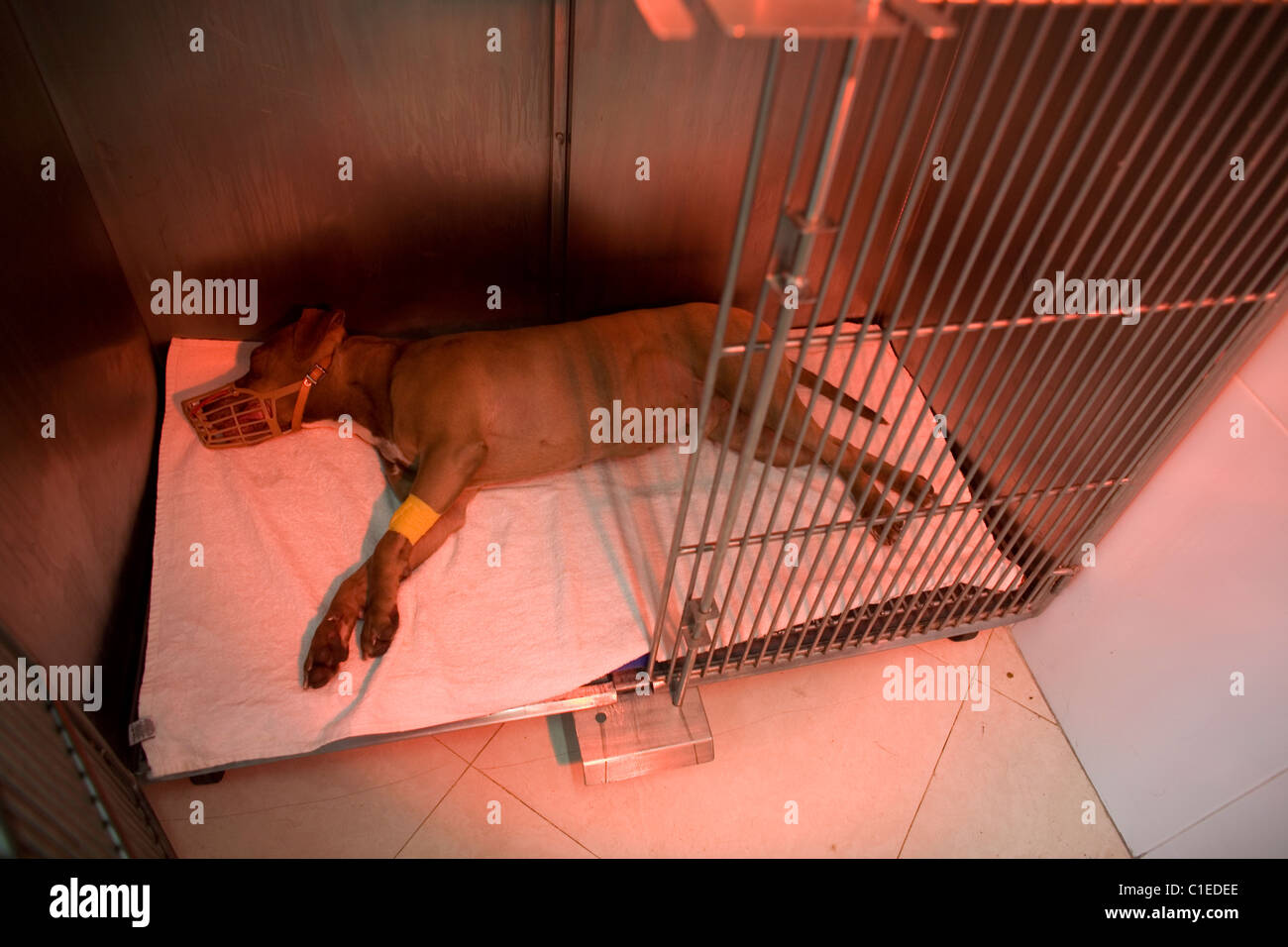 A sedated Pitbull Terrier dog lies after a surgery operation at a Pet