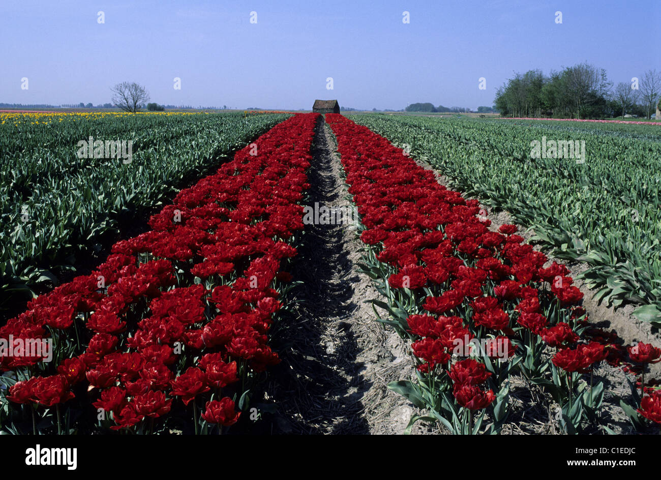Netherlands, Friesland, landscape neat Arum: tulip field Stock Photo