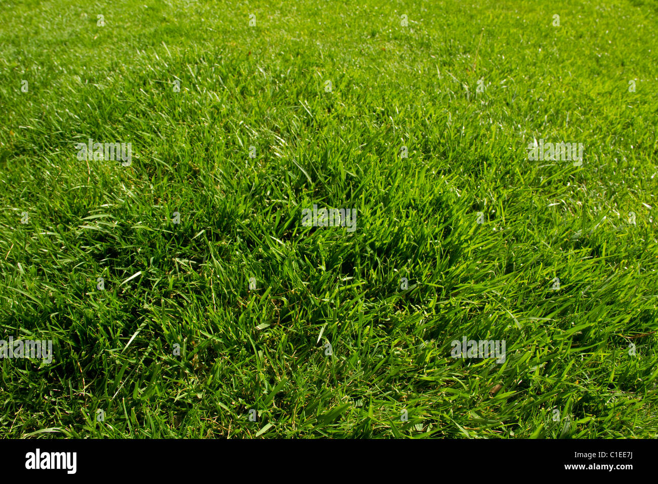 grass lawn green landscape turf sod garden yard grow fresh soft plant
