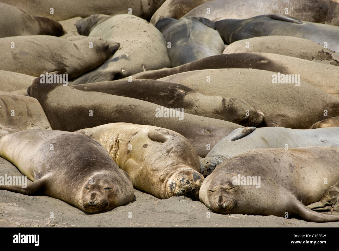 Northern Elephant Seals sunbathing, Piedras Blancas, Central California Coast , USA. Stock Photo