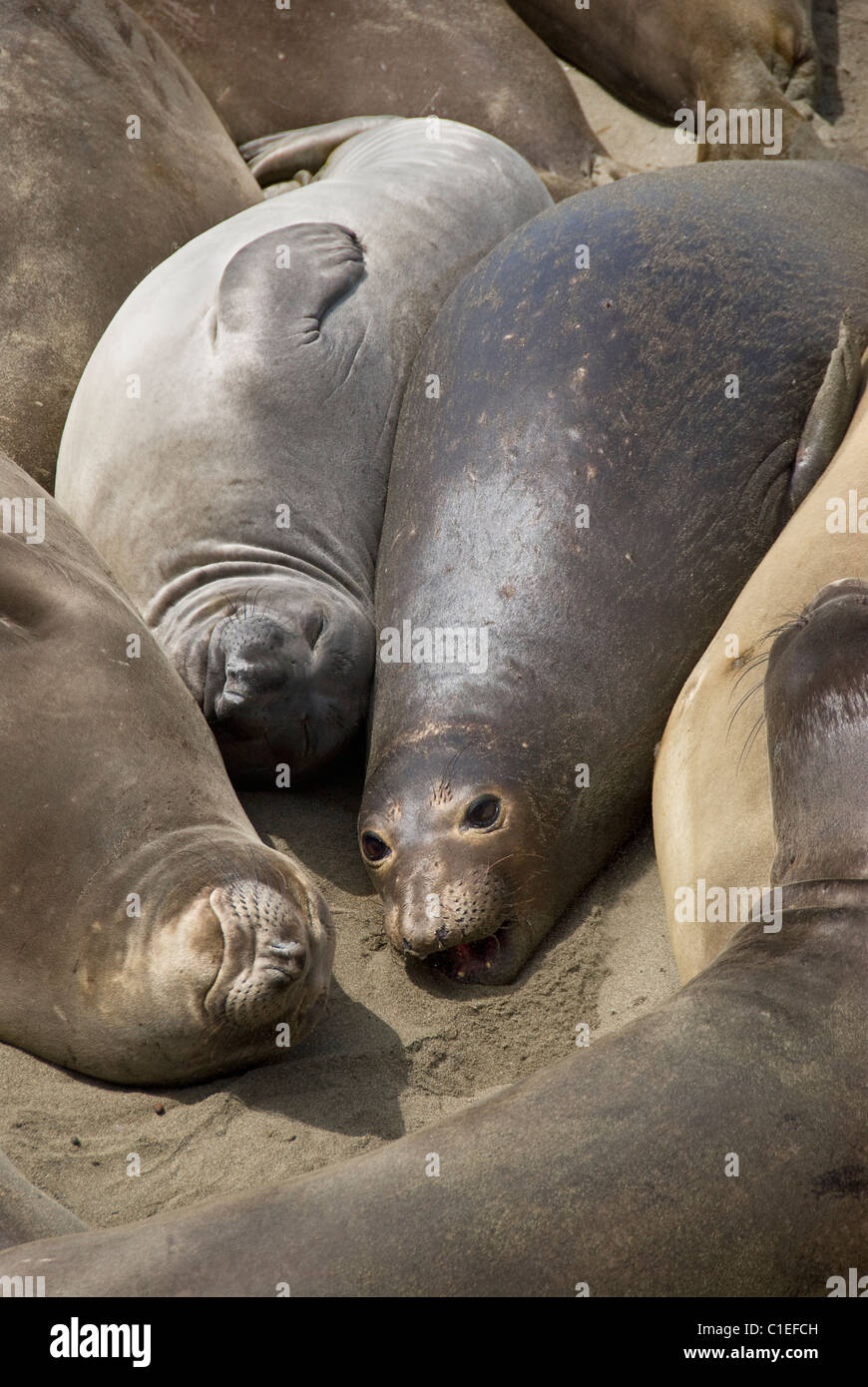 Northern Elephant Seals sunbathing, Piedras Blancas, Central California, Coast , USA. Stock Photo