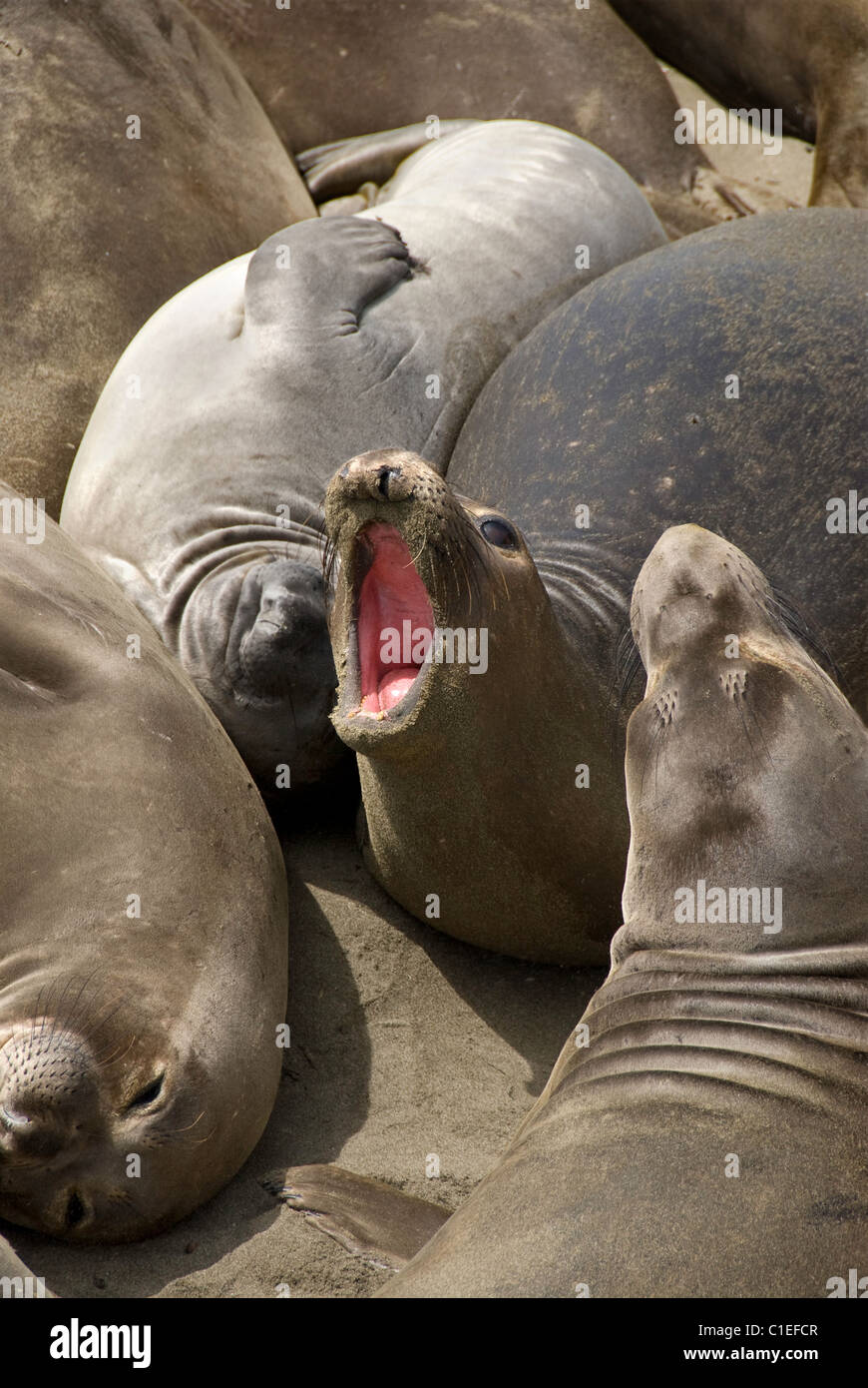 Northern Elephant Seals sunbathing, Piedras Blancas, Central California Coast , USA Stock Photo