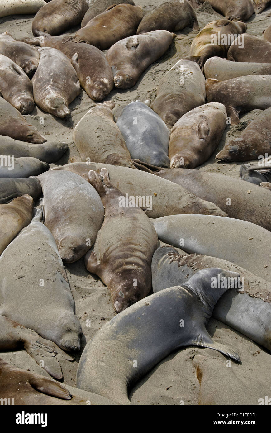 Northern Elephant Seals sunbathing, Piedras Blancas, Central California Coast , USA. Stock Photo