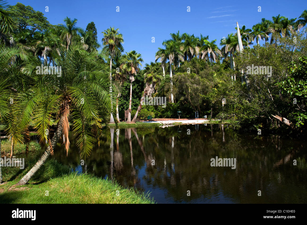 Sarasota Jungle Gardens, Sarasota, Florida, USA Stock Photo Alamy