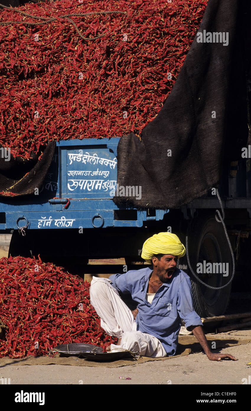 India, Rajasthan State, production of chillies Stock Photo - Alamy