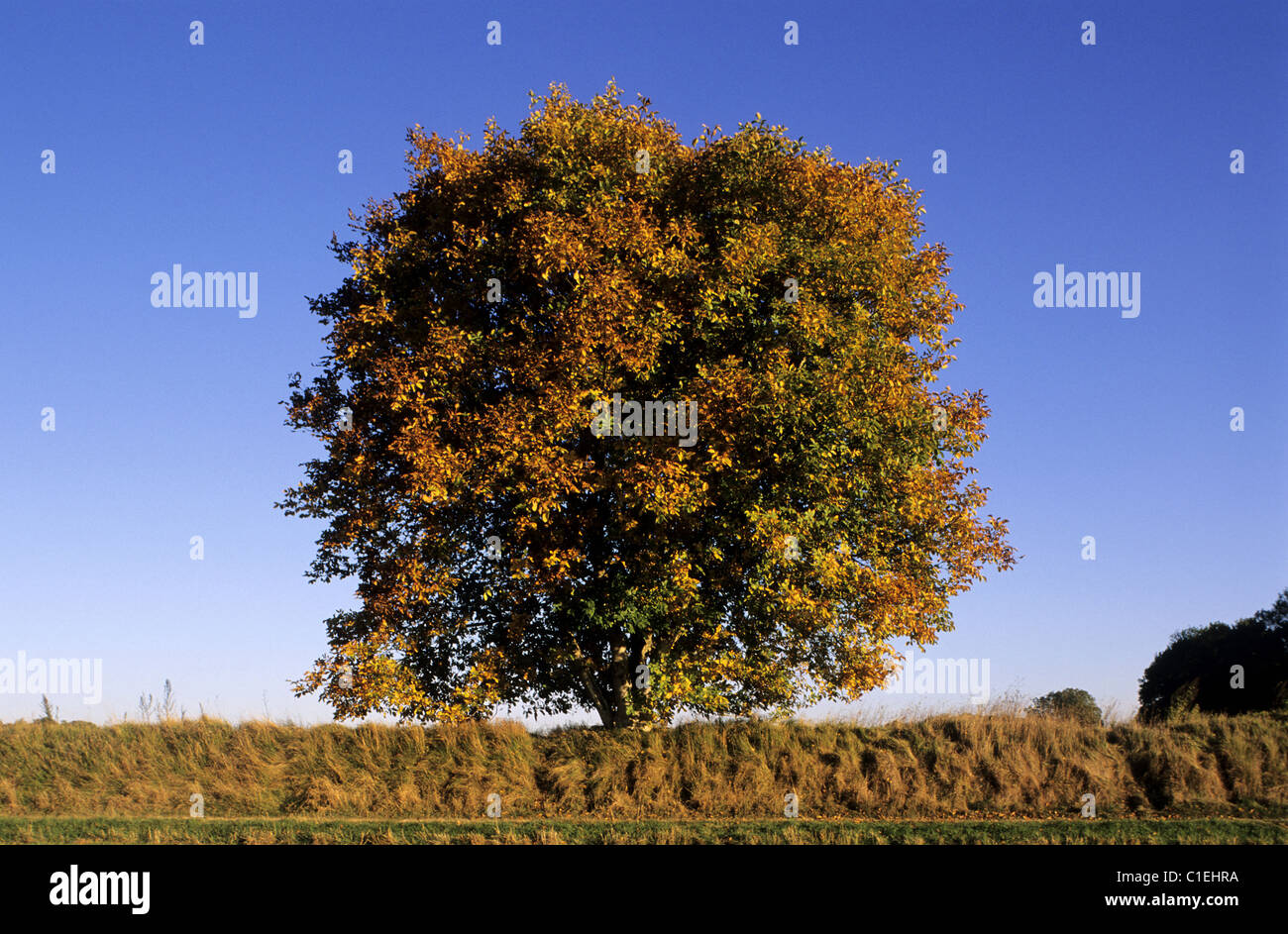 France, Val d’Oise, French Vexin natural regional park, tree with the