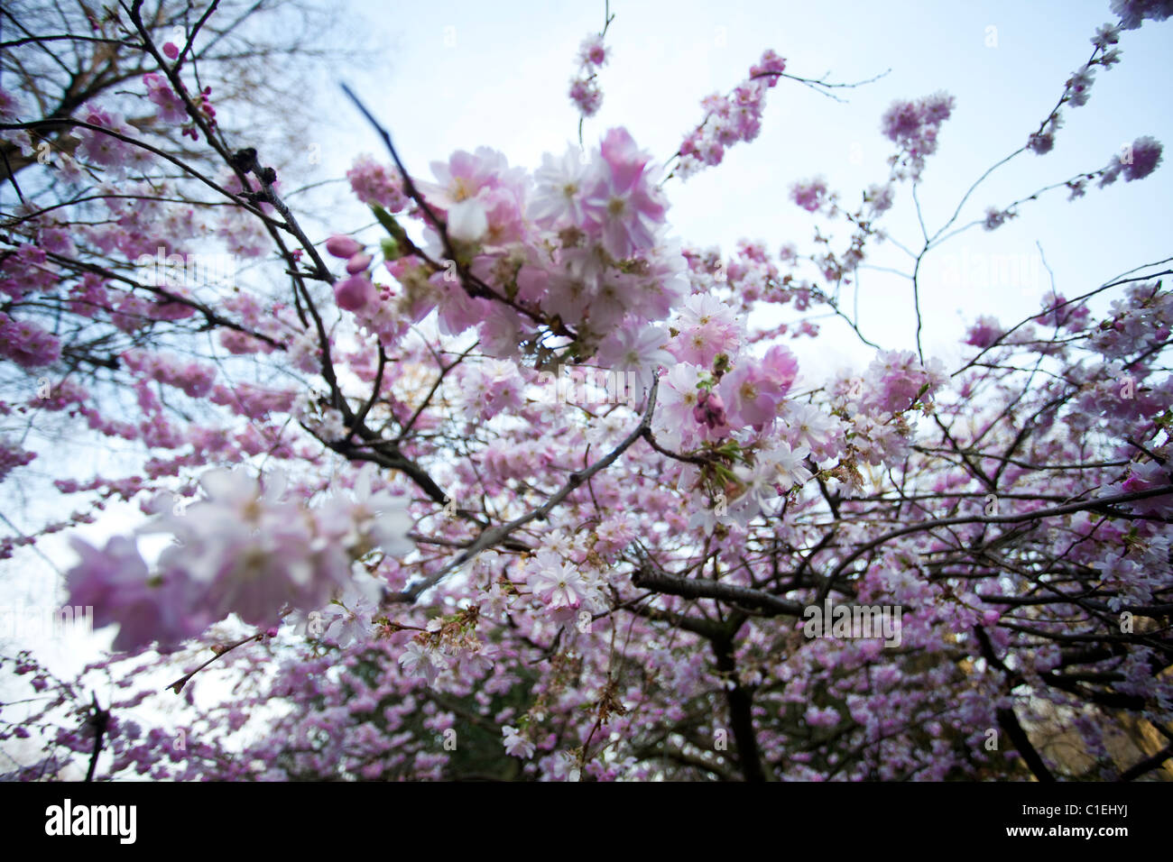 Almost Spring Pink Pink spring hi-res stock photography and images - Alamy