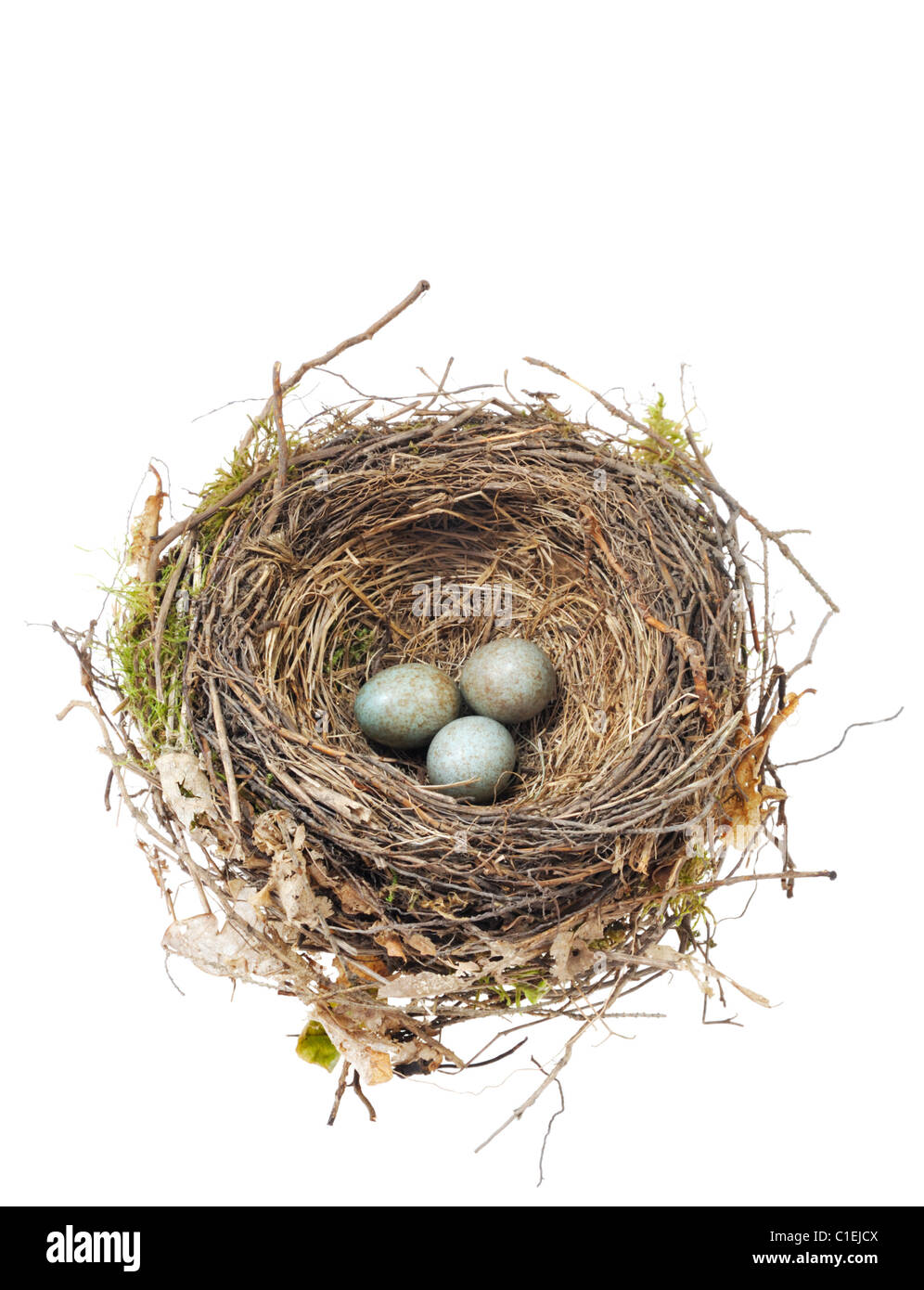 Detail of bird egg in nest isolated on white background Stock Photo - Alamy