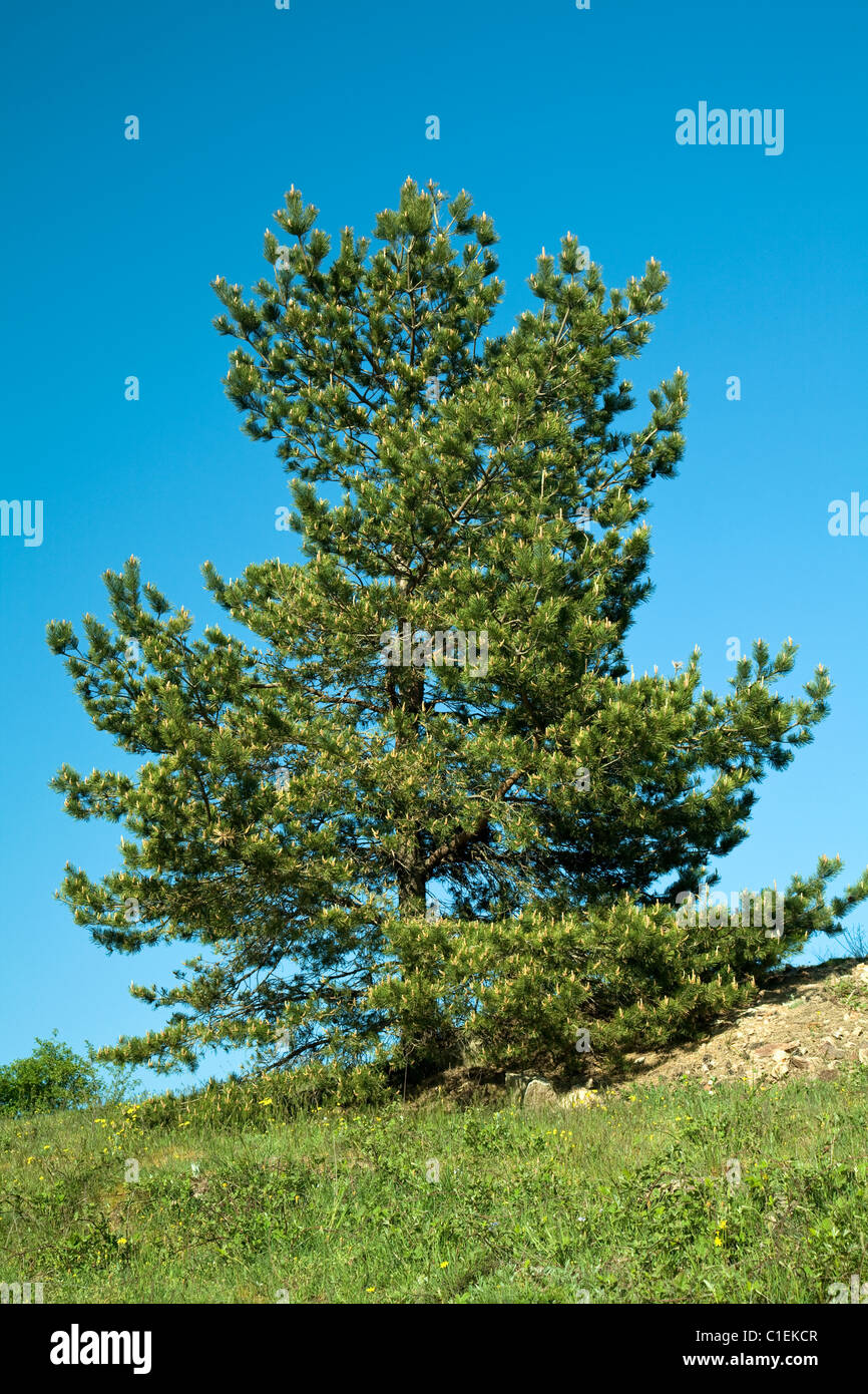Tree on a hill hi-res stock photography and images - Alamy