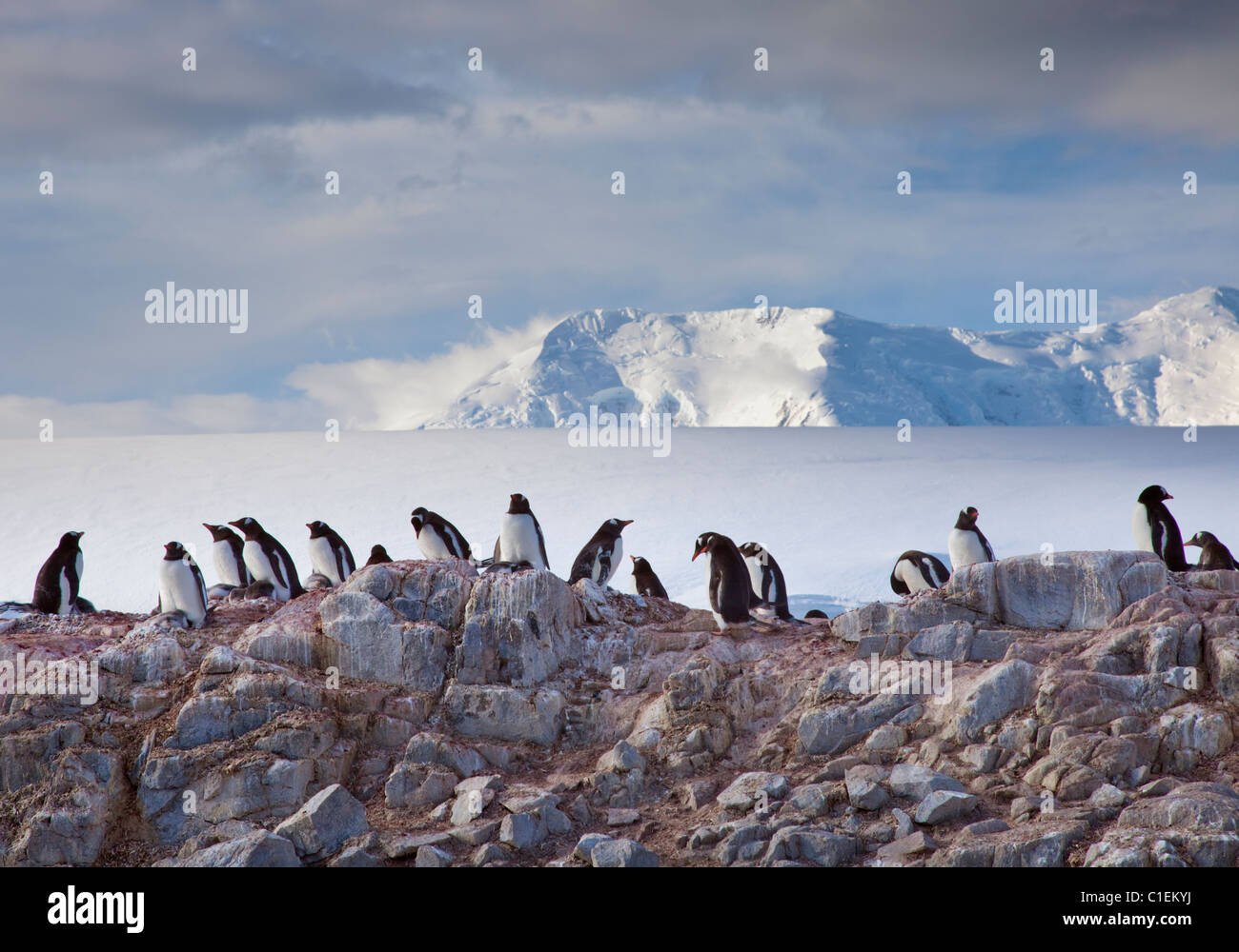 Gentoo Penguin colony (pygoscelis papua), Port Lockroy, Antarctic Peninsula Stock Photo