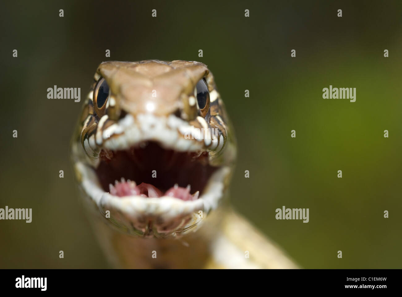 Montpelier snake (Malpolon monspessulanum) Stock Photo