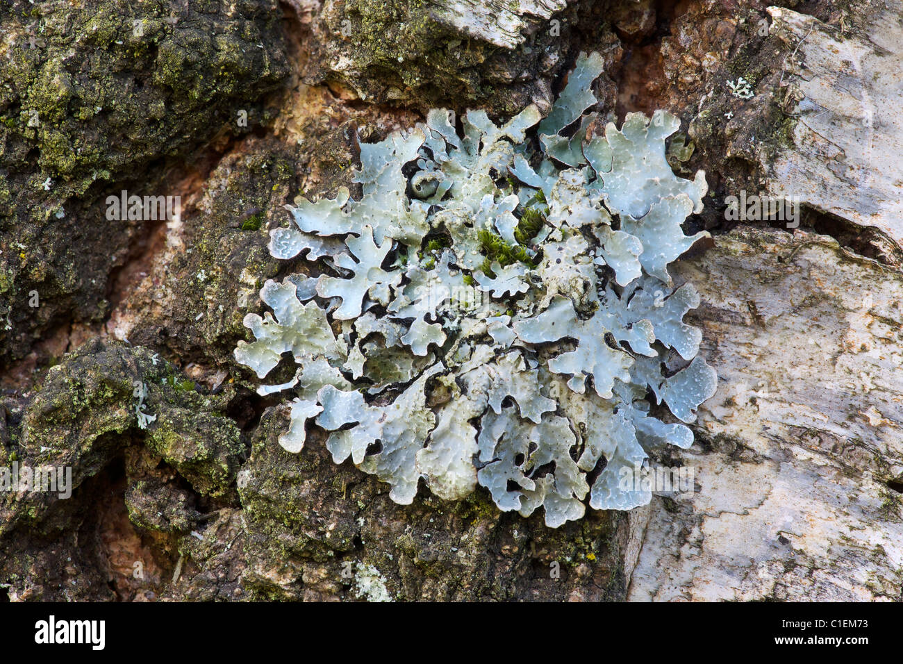 Shield lichen, Parmelia sulcata, growing on birch, Sheffield, South Yorkshire Stock Photo