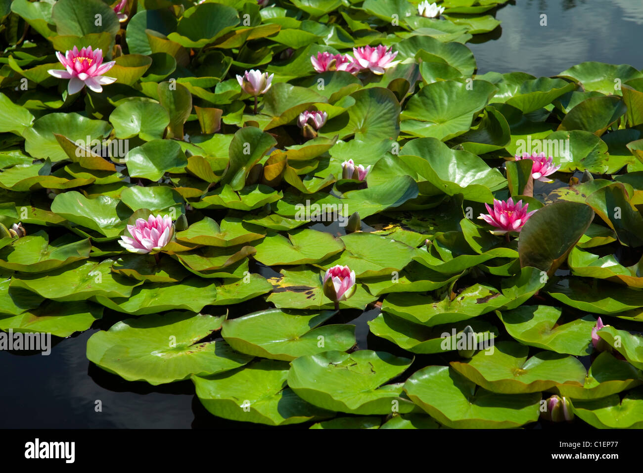 Beauty of lilies in nature hi-res stock photography and images - Alamy