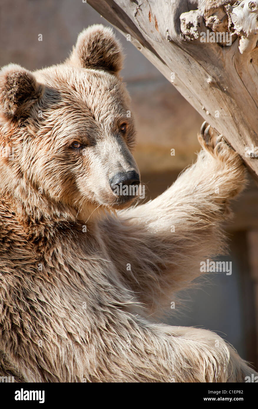 Close up of a Brown Bear next to a tree Stock Photo