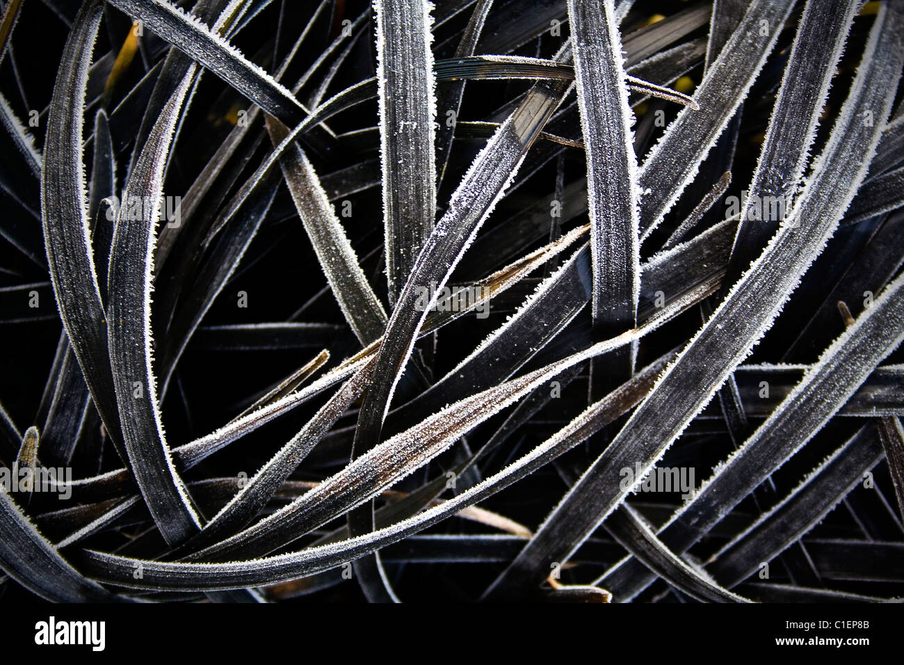 Frosted Black Ornamental Grass - Ophiopogon planiscapus Nigrascens Stock Photo