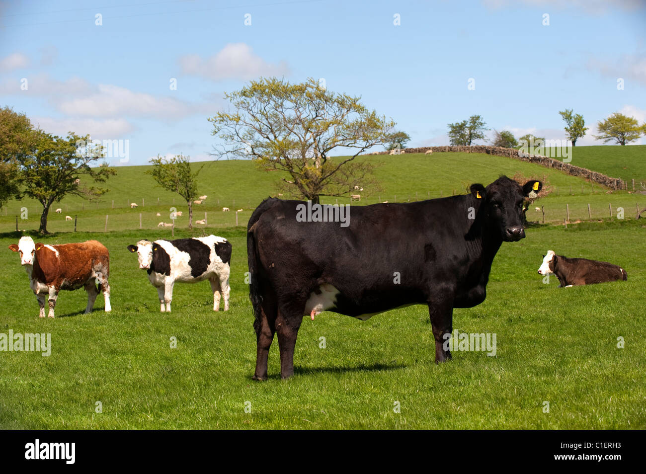 Suckler beef cattle grazing. Stock Photo