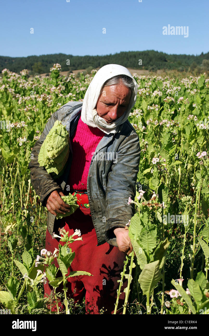 Bulgaria, tobacco harvest in the Pirin massif Stock Photo