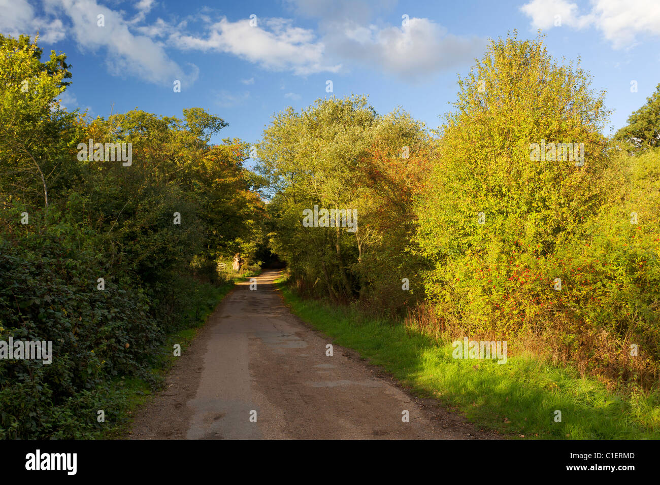 Epping road hires stock photography and images Alamy