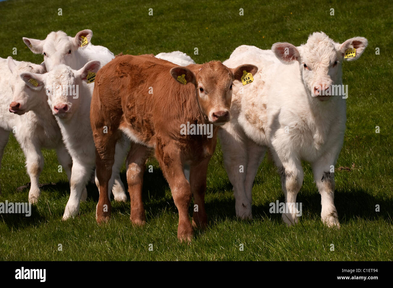 group of charolais sired beef calves Stock Photo