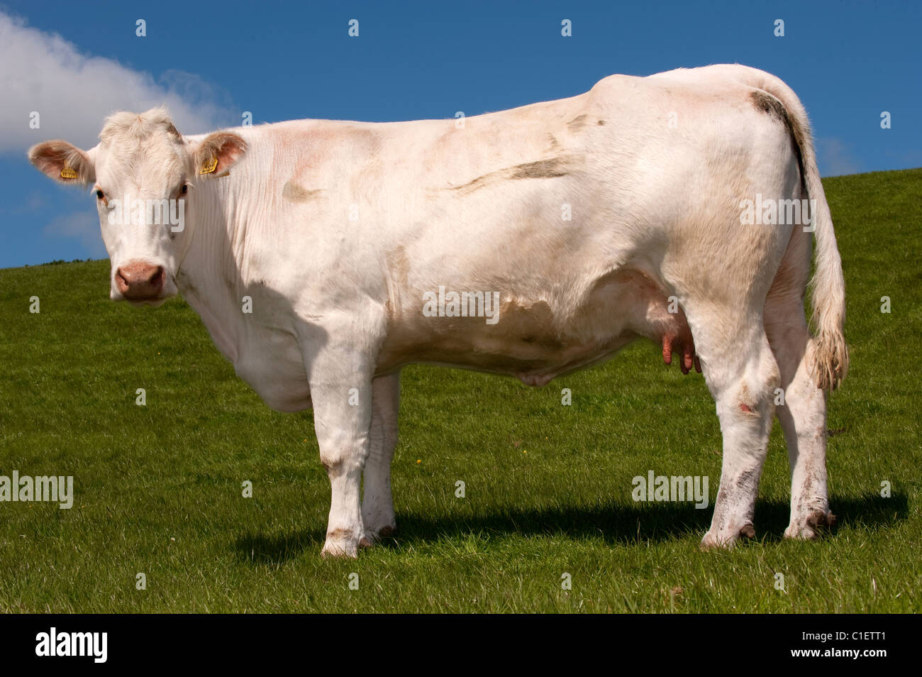 Charolais beef hires stock photography and images Alamy