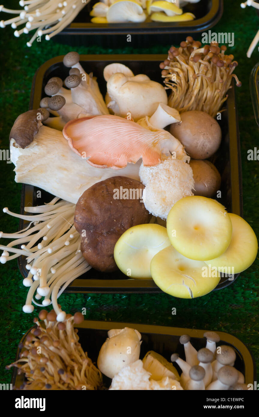 Organic wild mushrooms for sale in Salisbury Market, Wiltshire, England. These mushrooms are grown locally in the New Forest Stock Photo