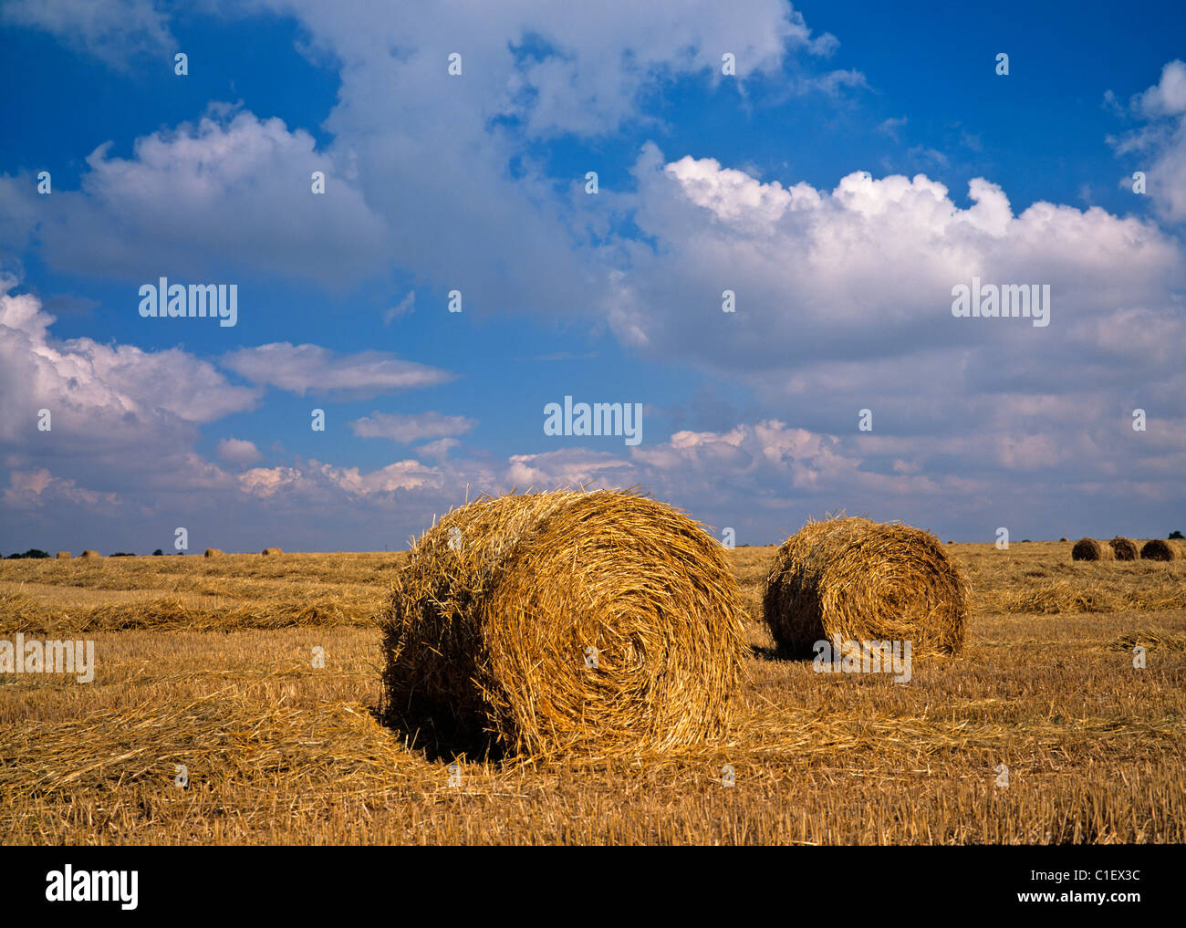 Round straw bales in a field on a summers day Stock Photo - Alamy