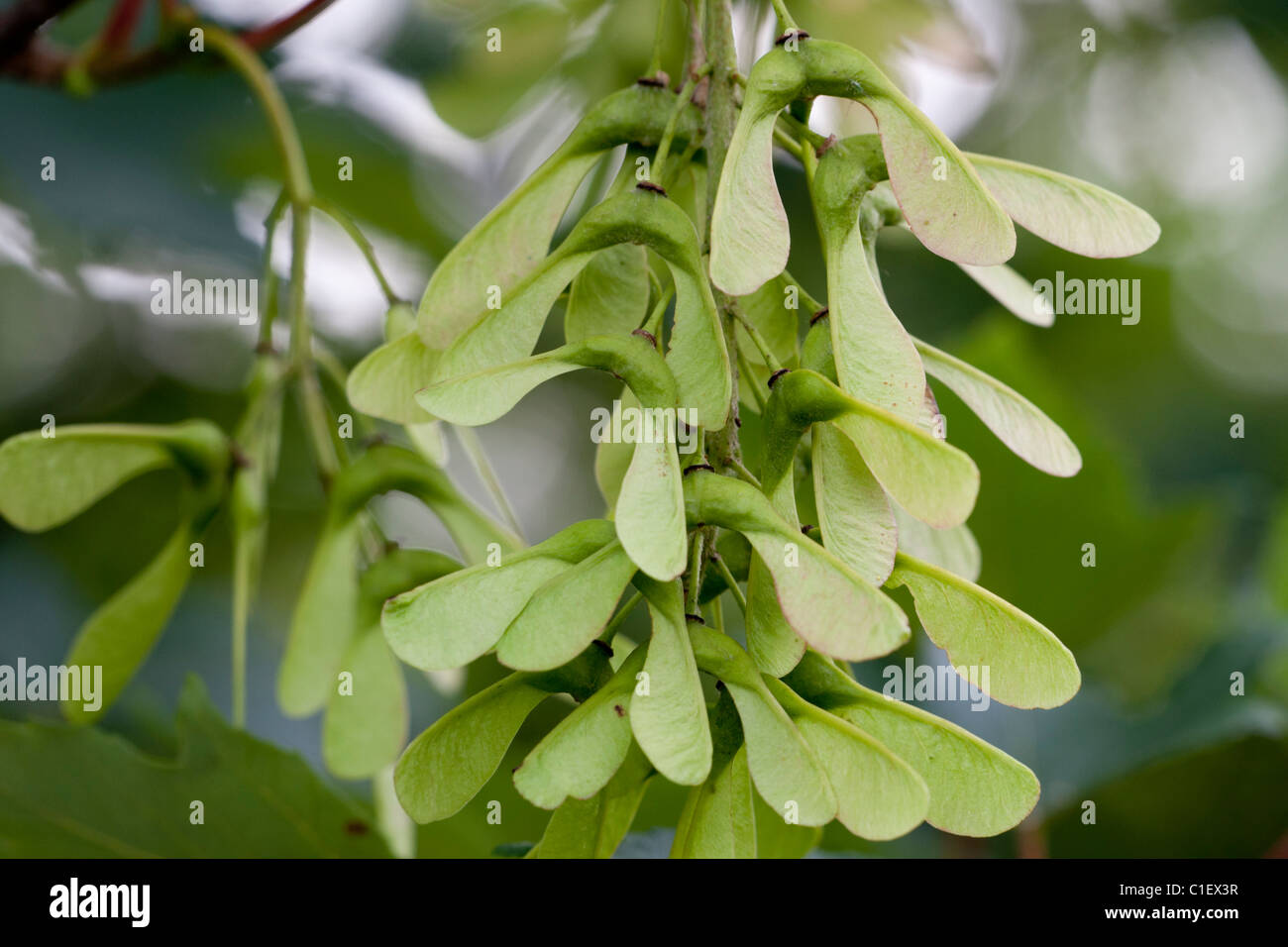 Sycamore Seed High Resolution Stock Photography And Images Alamy