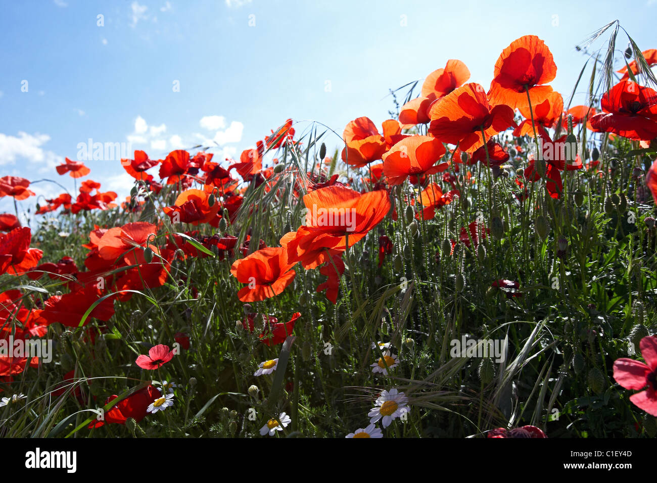 Poppies on field hi-res stock photography and images - Alamy