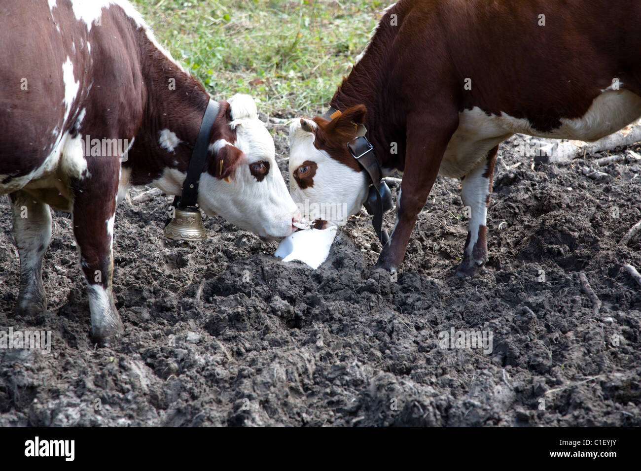 Alpine cattle with salt lick block Stock Photo
