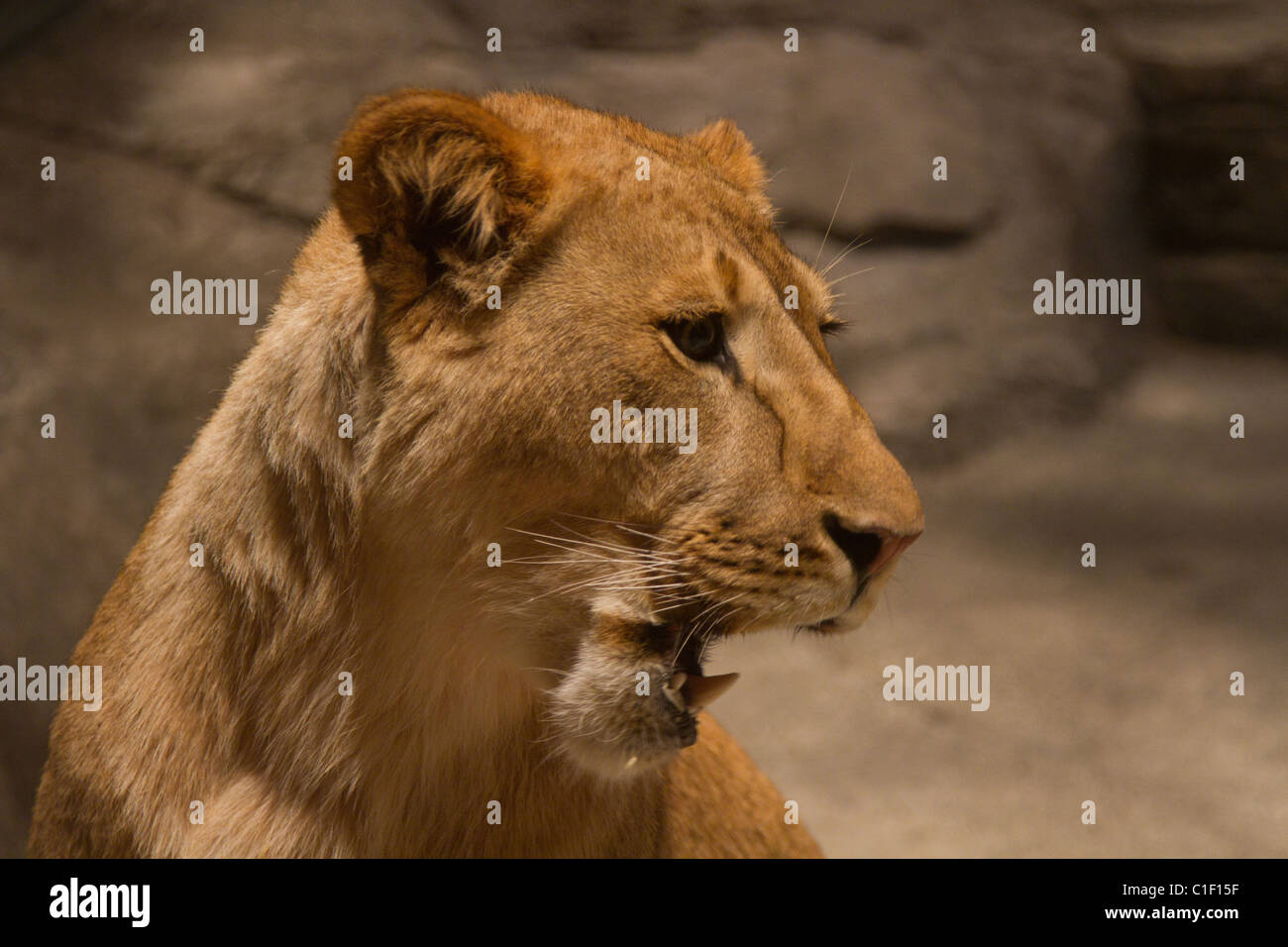 las vegas mgm grand lion habitat Stock Photo