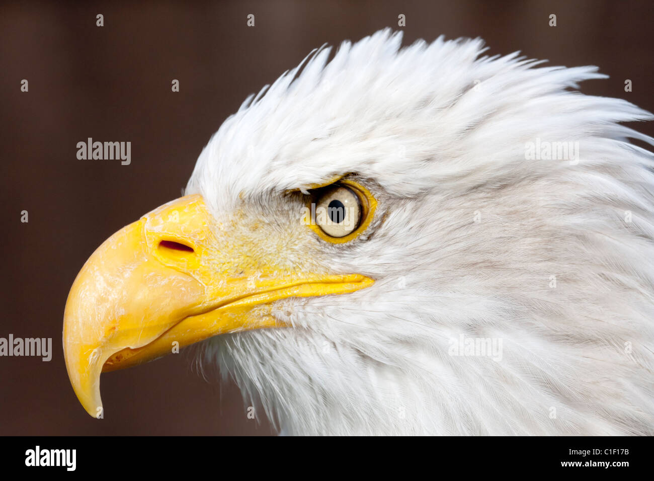 Bald Eagle head shot Stock Photo