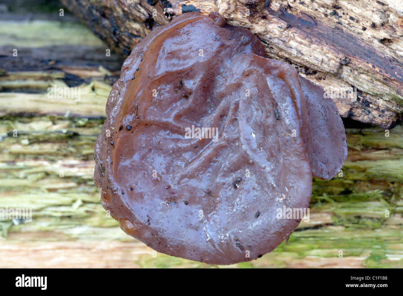 Jelly Ear Fungus Stock Photo