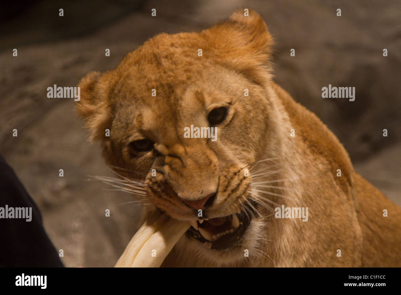 las vegas mgm grand lion habitat Stock Photo