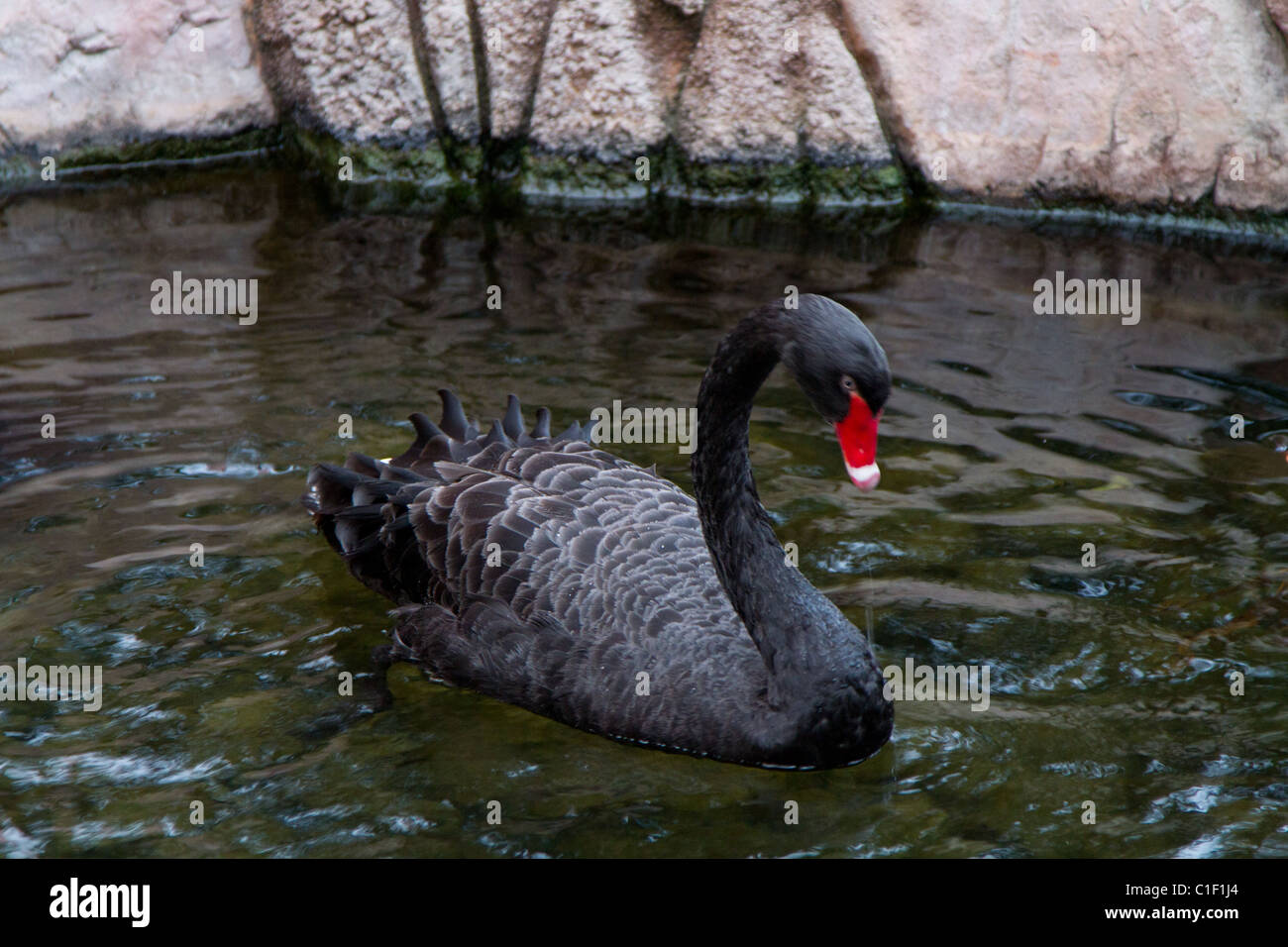 black swan swimming Stock Photo