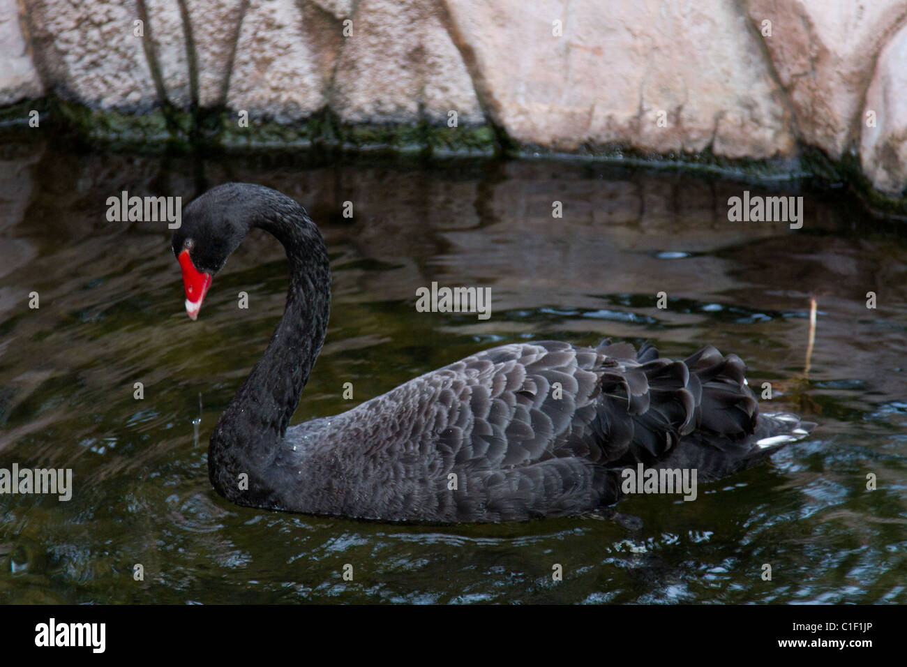 black swan swimming Stock Photo
