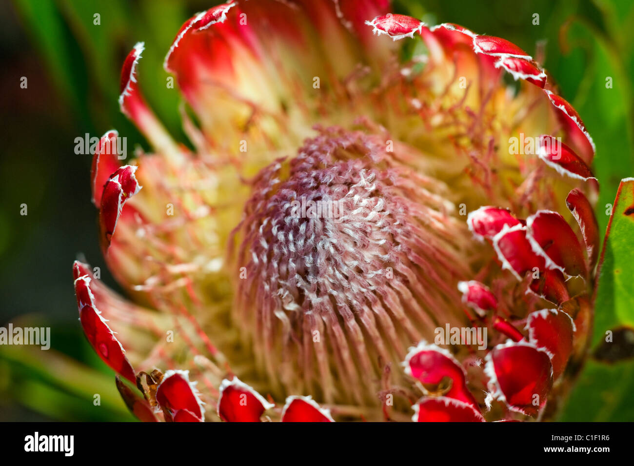 Protea flower, De Hoop, South Africa Stock Photo