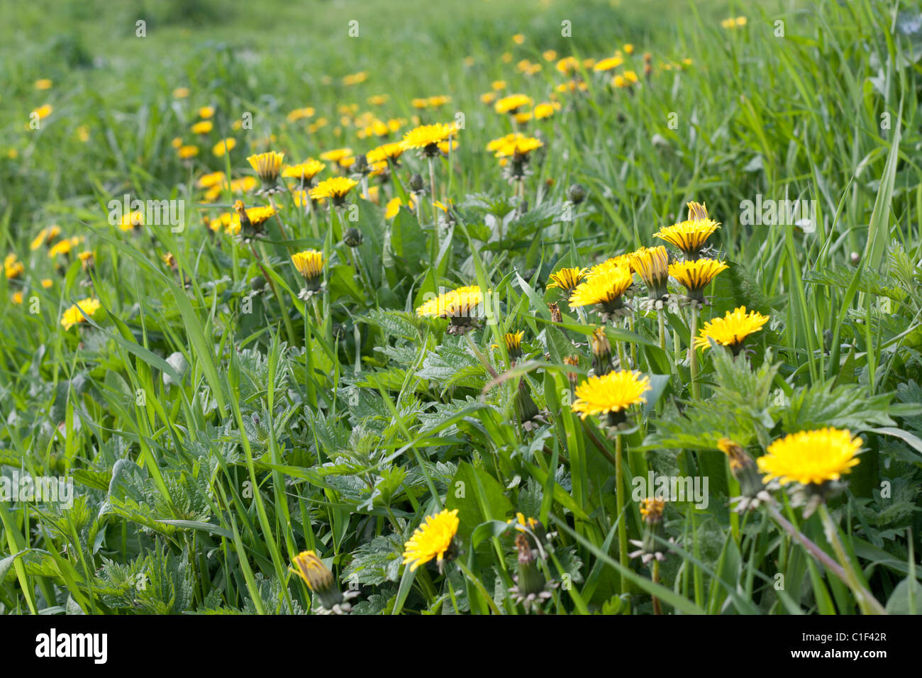 Green meadow, yellow dandelion, herb and nettles Stock Photo - Alamy