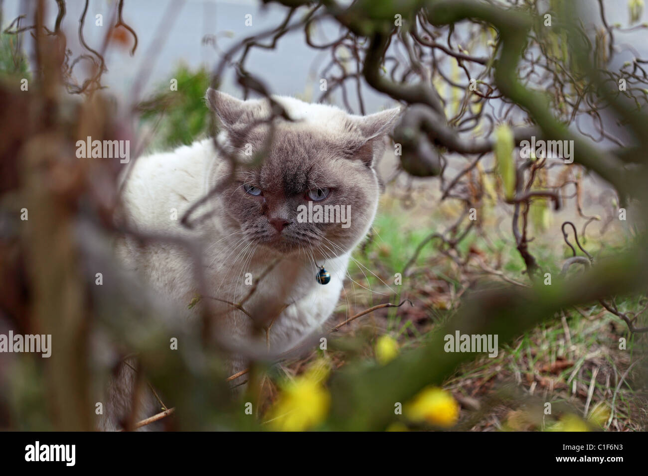 Persian cat kitten corylus avellana contorta Stock Photo - Alamy