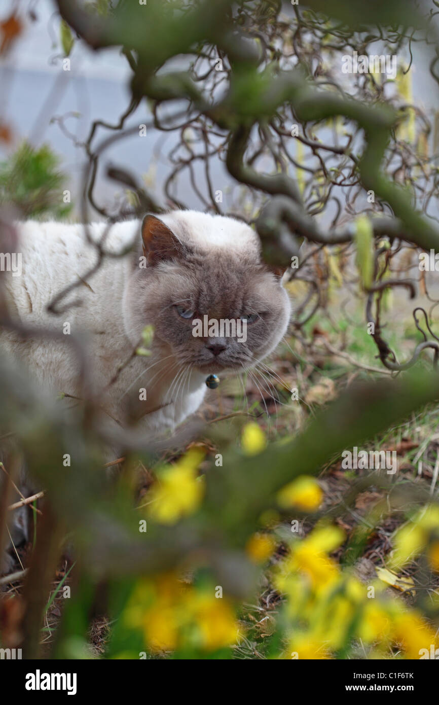 Persian cat kitten corylus avellana contorta Stock Photo - Alamy