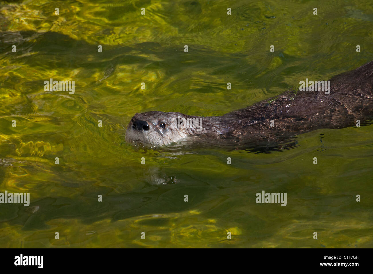 A Northern River Otter swimming. Stock Photo