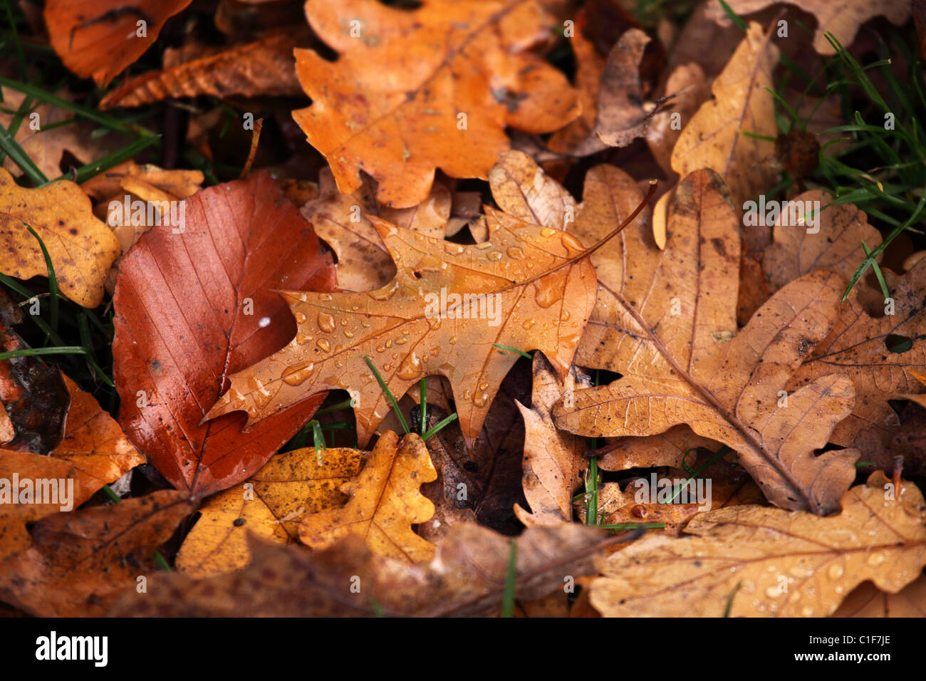 Wet oak leaves red hi-res stock photography and images - Alamy