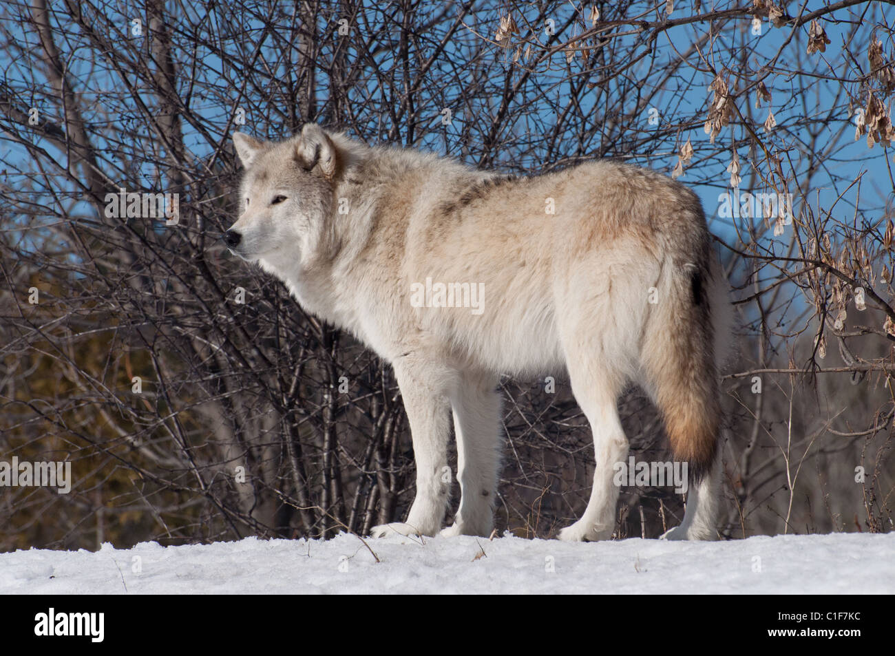 A Timber Wolf on a sunny winter day. Stock Photo