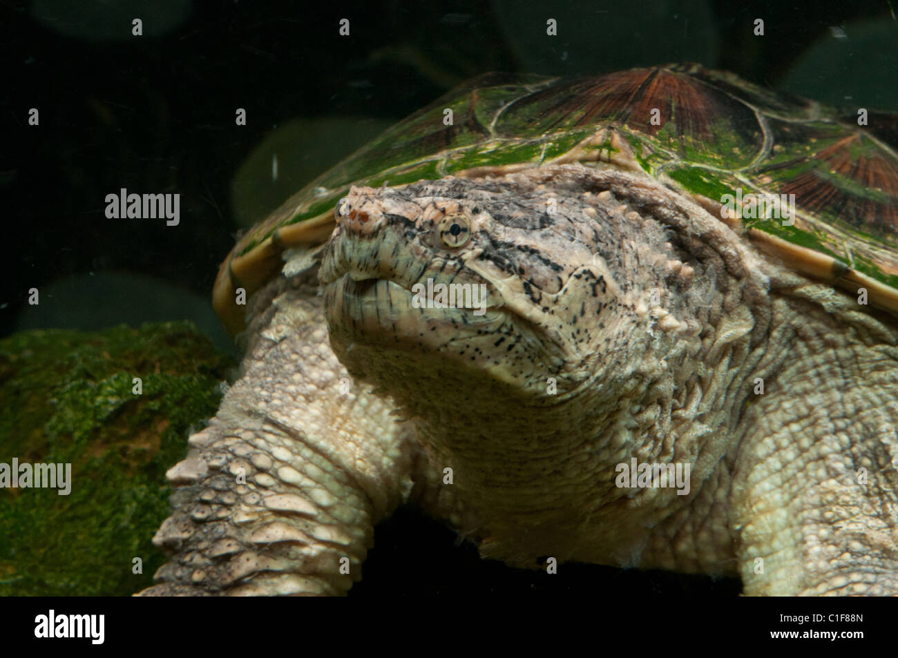 Close-up of a submerged Common Snapping Turtle. Stock Photo
