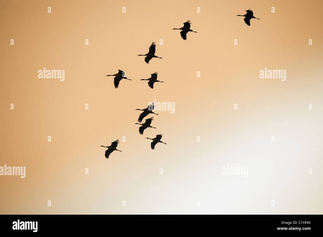 Cranes in flight, Linum, Germany Stock Photo